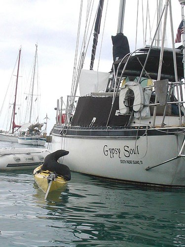 Gypsy Soul in Galapagos with visiting sea lion © SW